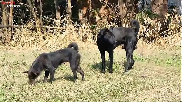 Cambodian Shepherd Vs Carolina Dog In Khnar Char Village Part 1